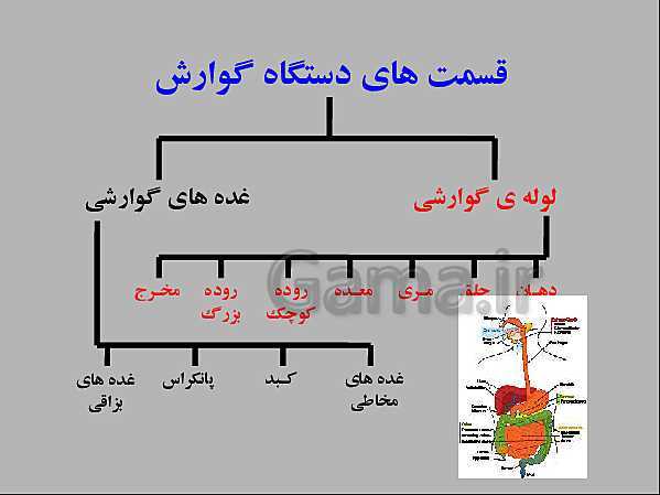 پاورپوینت علوم تجربی هفتم | انواع غذاها و مراحل گوارش- پیش نمایش