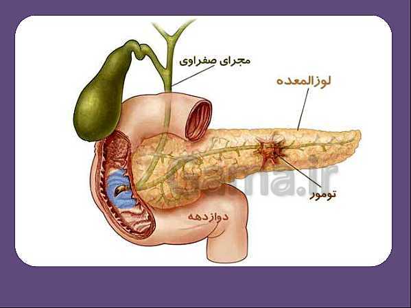 پاورپوینت علوم تجربی هفتم | انواع غذاها و مراحل گوارش- پیش نمایش