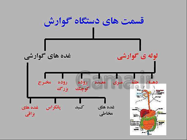 پاورپوینت علوم تجربی هفتم | انواع غذاها و مراحل گوارش- پیش نمایش