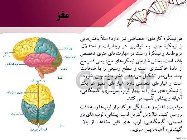 پاورپوینت تدریس زیست شناسی (2) یازدهم تجربی | فصل 1: تنظیم عصبی (گفتار 2: ساختار دستگاه عصبی)- پیش نمایش
