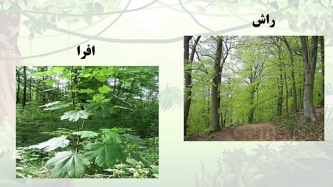 پاورپوینت تدریس مطالعات اجتماعی چهارم دبستان | درس 18: پوشش گیاهی و زندگی جانوری در ایران- پیش نمایش