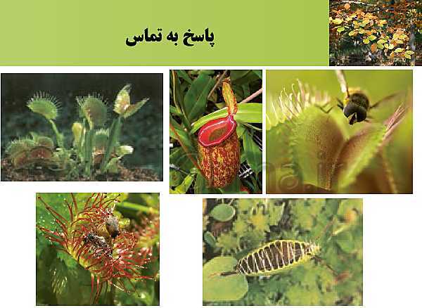 پاورپوینت تدریس زیست شناسی (2) یازدهم تجربی | فصل 9: پاسخ گیاهان به محرک ها (گفتار 2: پاسخ به محیط)- پیش نمایش