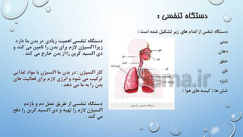 پاورپوینت دستگاه گوارش، دستگاه تنفسی، دستگاه گردش خون  و دستگاه دفع ادرار- پیش نمایش