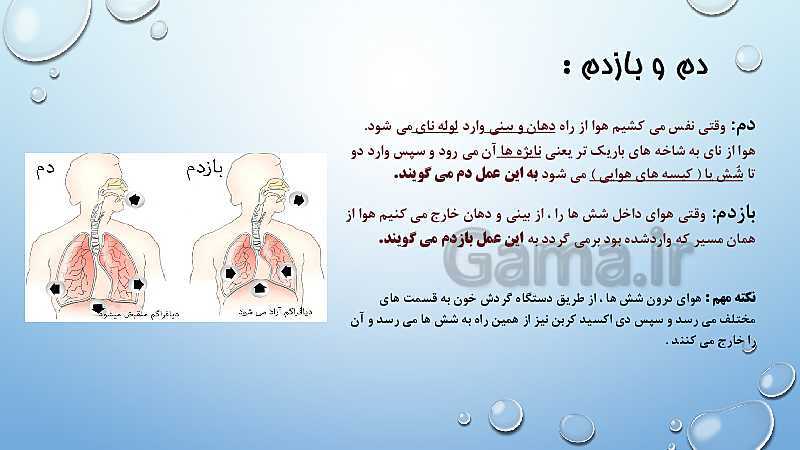 پاورپوینت دستگاه گوارش، دستگاه تنفسی، دستگاه گردش خون  و دستگاه دفع ادرار- پیش نمایش