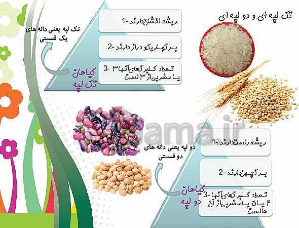 پاورپوینت علوم تجربی چهارم دبستان | درس 12: گوناگونی گیاهان- پیش نمایش