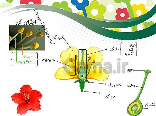 پاورپوینت علوم تجربی چهارم دبستان | درس 12: گوناگونی گیاهان- پیش نمایش