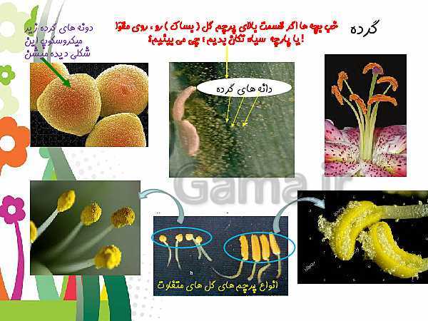 پاورپوینت علوم تجربی چهارم دبستان | درس 12: گوناگونی گیاهان- پیش نمایش