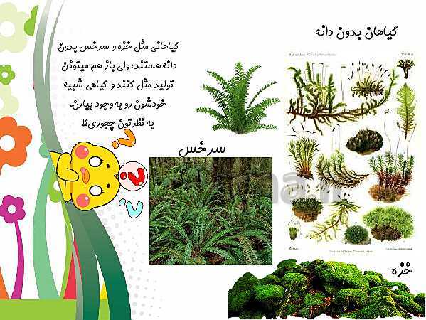 پاورپوینت علوم تجربی چهارم دبستان | درس 12: گوناگونی گیاهان- پیش نمایش