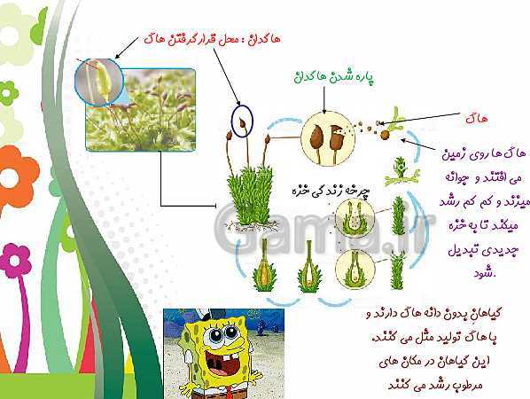 پاورپوینت علوم تجربی چهارم دبستان | درس 12: گوناگونی گیاهان- پیش نمایش