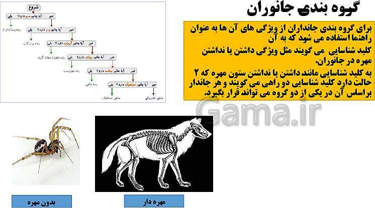 پاورپوینت علوم تجربی نهم | فصل 11: گوناگونی جانداران- پیش نمایش