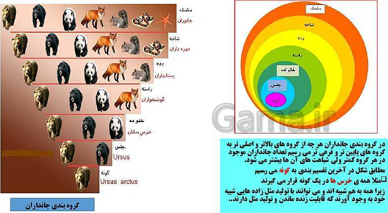 پاورپوینت علوم تجربی نهم | فصل 11: گوناگونی جانداران- پیش نمایش