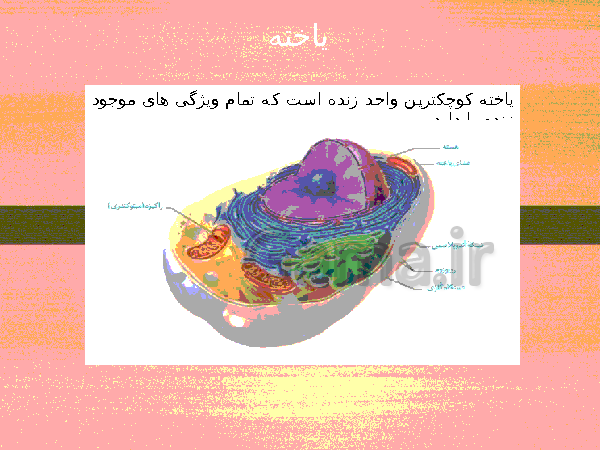 پاورپوینت گفتار 1 فصل گوارش و جذب مواد زیست شناسی دهم تجربی با آموزش تصویری- پیش نمایش