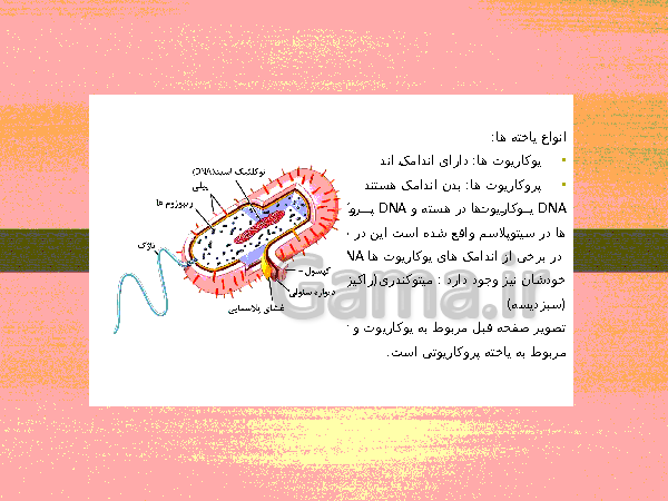 پاورپوینت گفتار 1 فصل گوارش و جذب مواد زیست شناسی دهم تجربی با آموزش تصویری- پیش نمایش