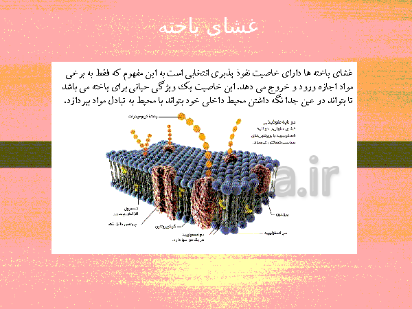 پاورپوینت گفتار 1 فصل گوارش و جذب مواد زیست شناسی دهم تجربی با آموزش تصویری- پیش نمایش