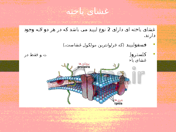 پاورپوینت گفتار 1 فصل گوارش و جذب مواد زیست شناسی دهم تجربی با آموزش تصویری- پیش نمایش