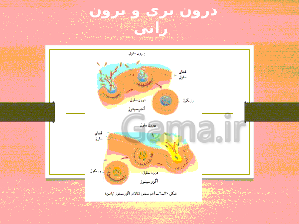 پاورپوینت گفتار 1 فصل گوارش و جذب مواد زیست شناسی دهم تجربی با آموزش تصویری- پیش نمایش