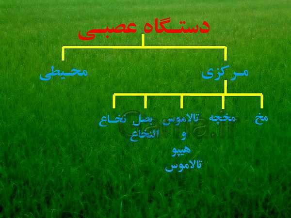 پاورپوینت علوم تجربی هشتم | فصل 4: تنظیم عصبی- پیش نمایش