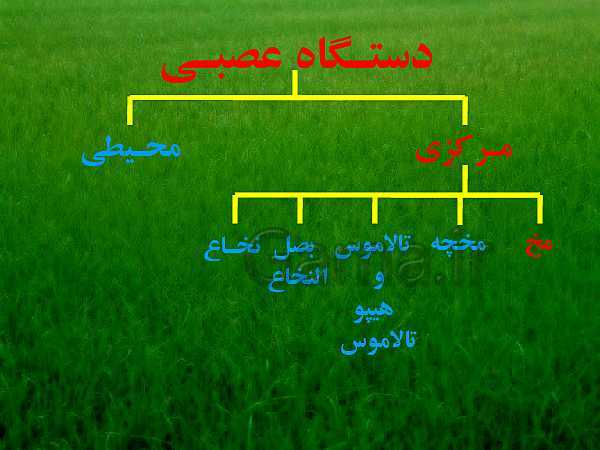 پاورپوینت علوم تجربی هشتم | فصل 4: تنظیم عصبی- پیش نمایش