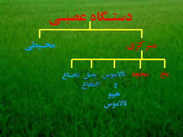 پاورپوینت علوم تجربی هشتم | فصل 4: تنظیم عصبی- پیش نمایش