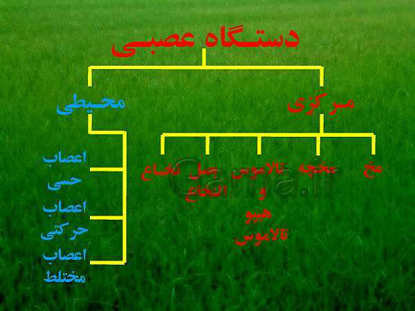 پاورپوینت علوم تجربی هشتم | فصل 4: تنظیم عصبی- پیش نمایش