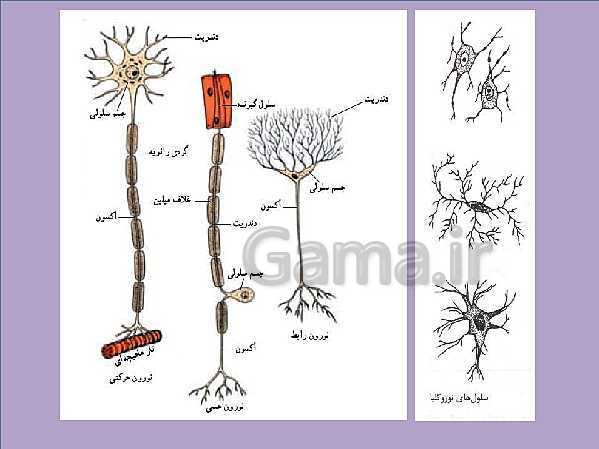 پاورپوینت علوم تجربی هشتم | فصل 4: تنظیم عصبی- پیش نمایش