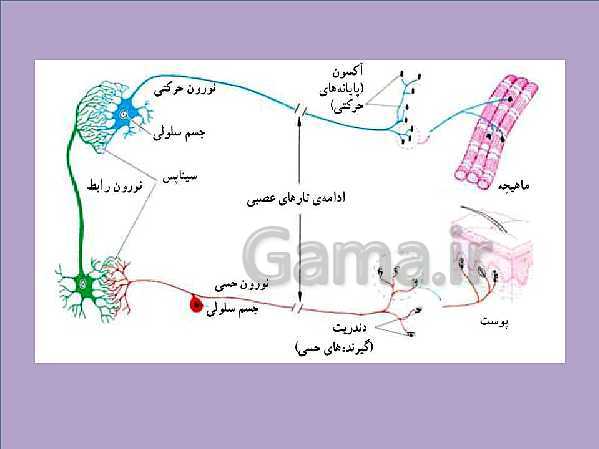 پاورپوینت علوم تجربی هشتم | فصل 4: تنظیم عصبی- پیش نمایش