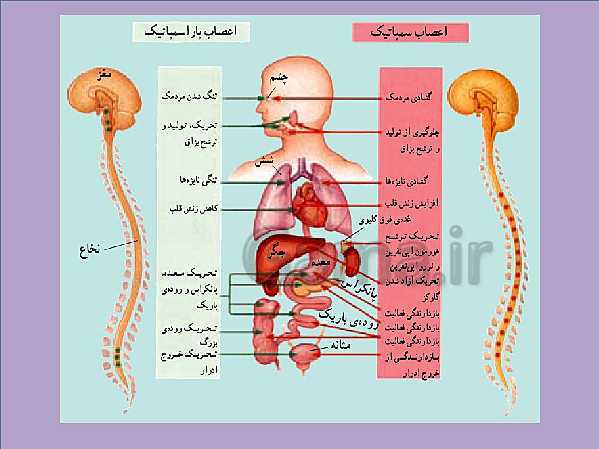 پاورپوینت علوم تجربی هشتم | فصل 4: تنظیم عصبی- پیش نمایش