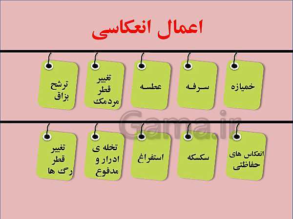 پاورپوینت علوم تجربی هشتم | فصل 4: تنظیم عصبی- پیش نمایش