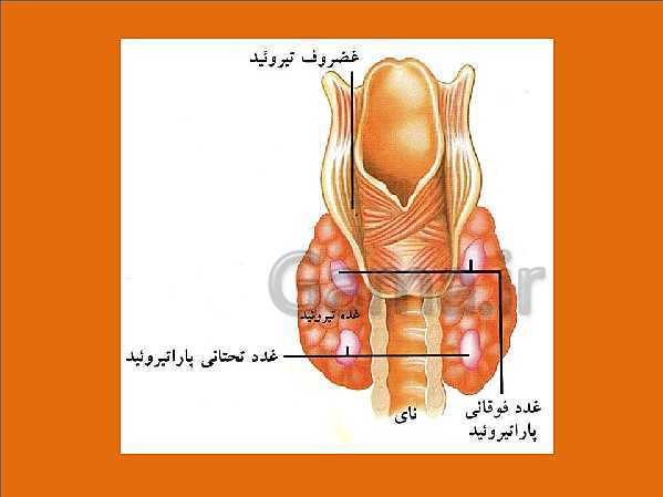 پاورپوینت علوم تجربی هشتم | فصل 4: تنظیم عصبی- پیش نمایش