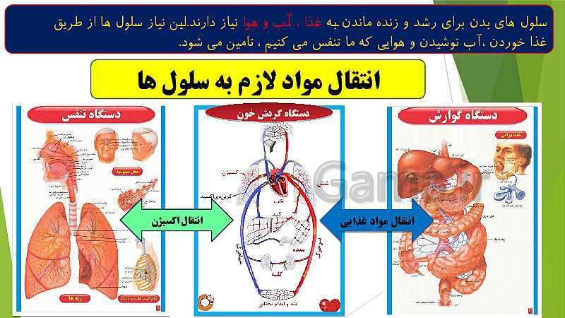 پاورپوینت آشنایی با نحوه انتقال مواد (اکسیژن ، آب و مواد غذایی ) در بدن ما- پیش نمایش