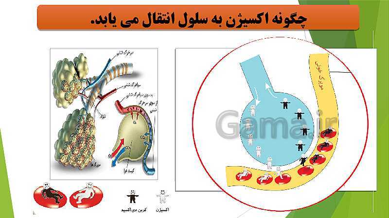 پاورپوینت آشنایی با نحوه انتقال مواد (اکسیژن ، آب و مواد غذایی ) در بدن ما- پیش نمایش