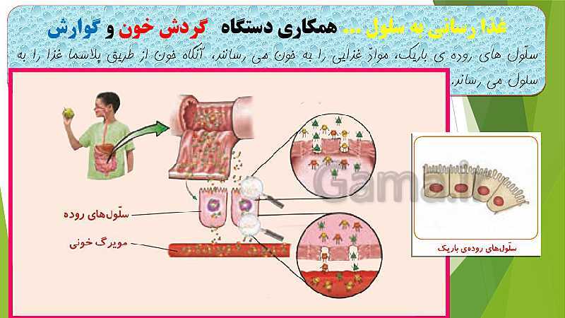 پاورپوینت آشنایی با نحوه انتقال مواد (اکسیژن ، آب و مواد غذایی ) در بدن ما- پیش نمایش