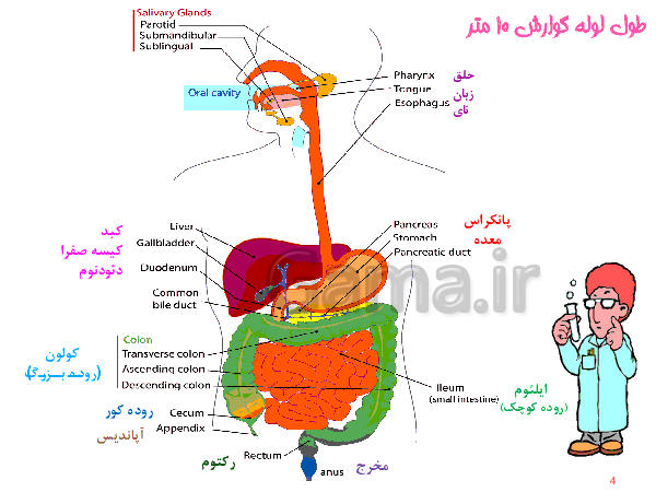 پاورپوینت علوم تجربی هفتم  | دستگاه گوارش- پیش نمایش