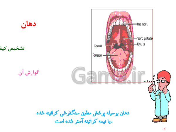 پاورپوینت علوم تجربی هفتم  | دستگاه گوارش- پیش نمایش