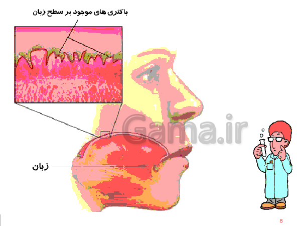 پاورپوینت علوم تجربی هفتم  | دستگاه گوارش- پیش نمایش