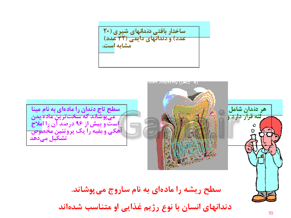 پاورپوینت علوم تجربی هفتم  | دستگاه گوارش- پیش نمایش