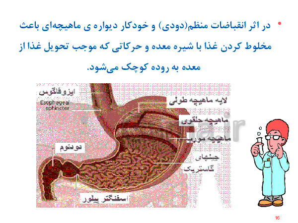 پاورپوینت علوم تجربی هفتم  | دستگاه گوارش- پیش نمایش