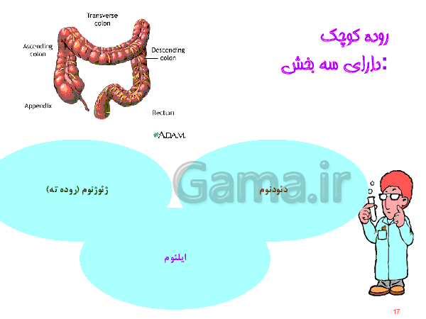 پاورپوینت علوم تجربی هفتم  | دستگاه گوارش- پیش نمایش