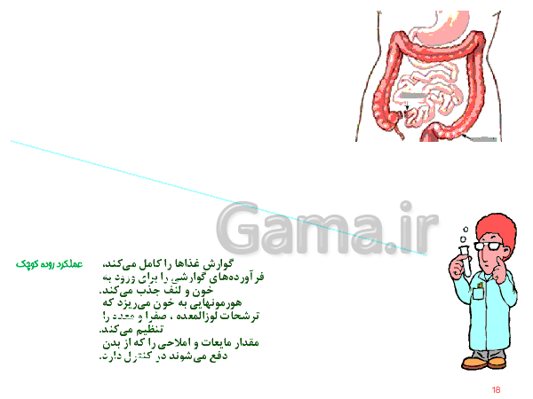 پاورپوینت علوم تجربی هفتم  | دستگاه گوارش- پیش نمایش