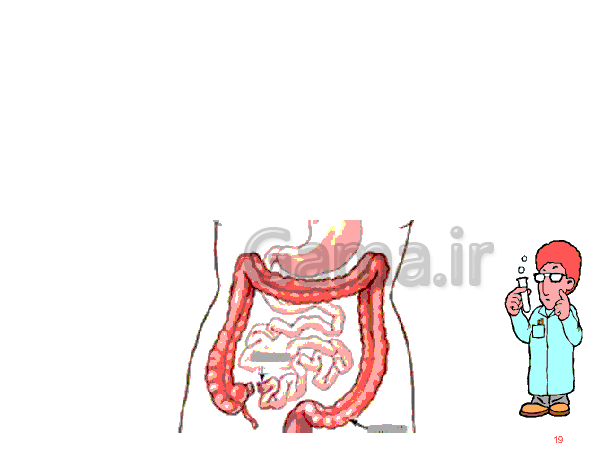 پاورپوینت علوم تجربی هفتم  | دستگاه گوارش- پیش نمایش