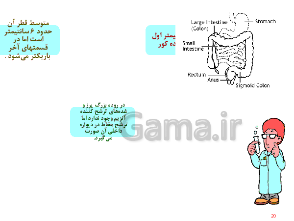 پاورپوینت علوم تجربی هفتم  | دستگاه گوارش- پیش نمایش