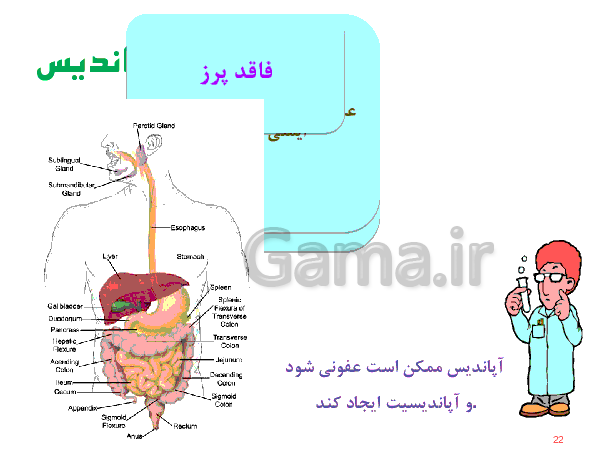 پاورپوینت علوم تجربی هفتم  | دستگاه گوارش- پیش نمایش