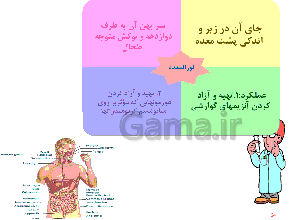 پاورپوینت علوم تجربی هفتم  | دستگاه گوارش- پیش نمایش