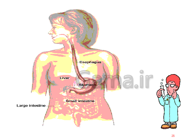 پاورپوینت علوم تجربی هفتم  | دستگاه گوارش- پیش نمایش
