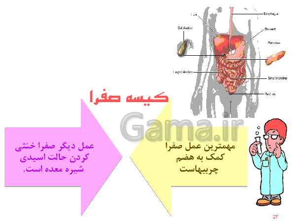 پاورپوینت علوم تجربی هفتم  | دستگاه گوارش- پیش نمایش