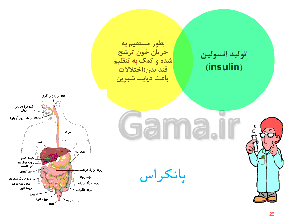 پاورپوینت علوم تجربی هفتم  | دستگاه گوارش- پیش نمایش