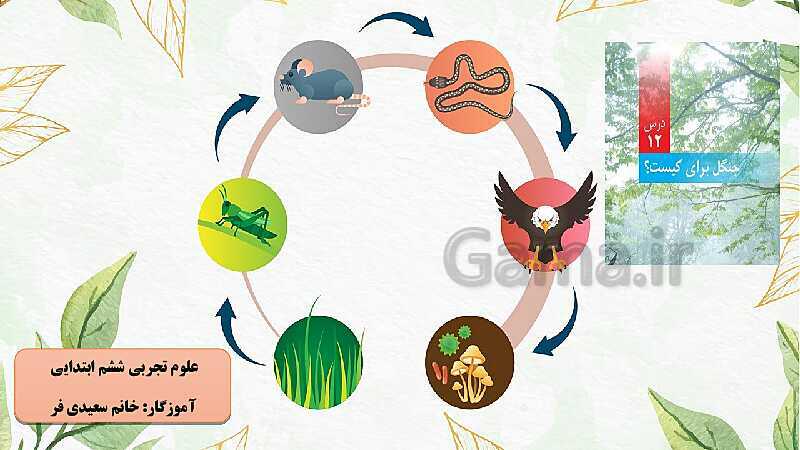 پاورپوینت آموزش علوم تجربی کلاس ششم دبستان | درس 12: جنگل برای کیست؟- پیش نمایش