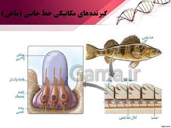 پاورپوینت تدریس زیست شناسی (2) یازدهم تجربی | فصل 2: حواس (گفتار 3: گیرنده های حسی جانوران)- پیش نمایش