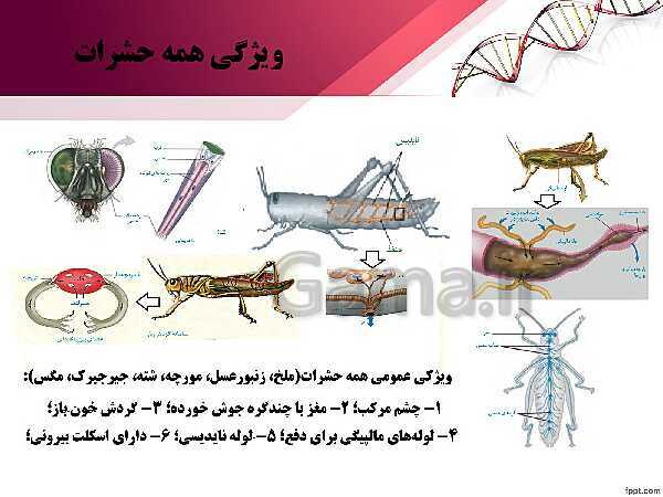 پاورپوینت تدریس زیست شناسی (2) یازدهم تجربی | فصل 2: حواس (گفتار 3: گیرنده های حسی جانوران)- پیش نمایش