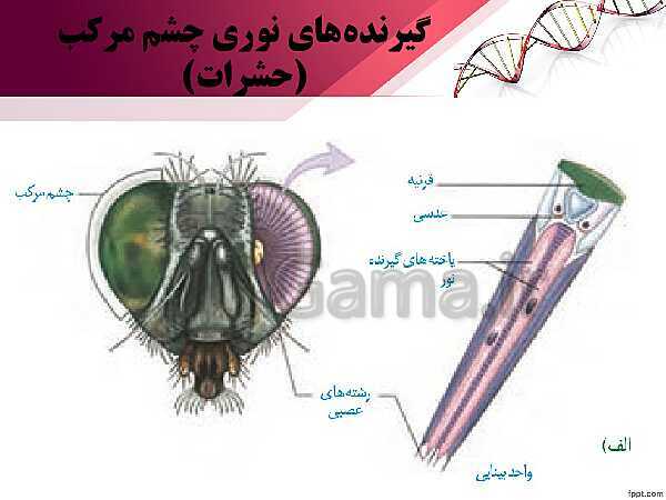 پاورپوینت تدریس زیست شناسی (2) یازدهم تجربی | فصل 2: حواس (گفتار 3: گیرنده های حسی جانوران)- پیش نمایش